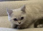 Scottish Straight Male - Scottish Straight Kitten For Sale - Denver&comma; CO&comma; US