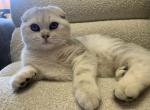 Scottish Fold Male - Scottish Fold Kitten For Sale - Denver&comma; CO&comma; US