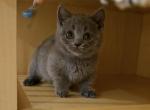 Jia - Munchkin Kitten For Sale - Chino&comma; CA&comma; US