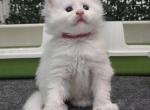 Marlon Odd Eyes Polydactyl - Maine Coon Kitten For Sale - Providence&comma; RI&comma; US