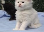 Leonardo - Maine Coon Kitten For Sale - Providence&comma; RI&comma; US