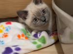 Yoyo - Munchkin Kitten For Sale - Chino&comma; CA&comma; US