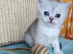 Jessica - British Shorthair Kitten For Sale - New York&comma; NY&comma; US