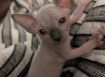 Phoenix - Sphynx Kitten For Sale - Alsip&comma; IL&comma; US