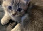Emjay - Domestic Kitten For Adoption - 