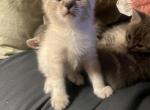 Threejay - Snowshoe Kitten For Sale - Gville&comma; SC&comma; US