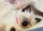 Beach Town Babies - Balinese Kitten For Sale - CA&comma; US