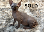 Mavie - Sphynx Kitten For Sale - Orlando&comma; FL&comma; US