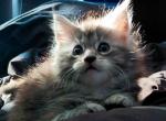 Maine Coon Kittens - Maine Coon Kitten For Sale - Mount Penn&comma; PA&comma; US