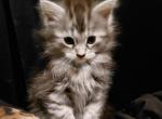 Axel Maine Coon Male - Maine Coon Kitten For Sale - Mount Penn&comma; PA&comma; US