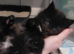 Magic Maine Coon Female - Maine Coon Kitten For Sale - Mount Penn&comma; PA&comma; US