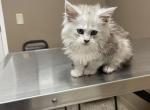 High silver - Maine Coon Kitten For Sale - 