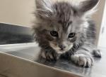 Huge black and silver - Maine Coon Kitten For Sale - 