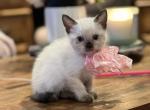 New Year Litter - Snowshoe Kitten For Sale - Lincoln&comma; CA&comma; US