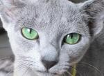 mauri - Russian Blue Cat For Sale - Bridgewater&comma; NJ&comma; US