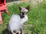 Cra - Sphynx Kitten For Sale - Jarrell&comma; TX&comma; US