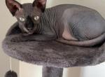 Mazikeen - Sphynx Cat For Sale - Scottville&comma; MI&comma; US