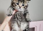 Hermes - British Shorthair Kitten For Sale - Grand Rapids&comma; MI&comma; US