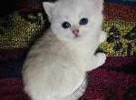 Boss - Scottish Straight Kitten For Sale - Bergenfield&comma; NJ&comma; US