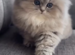 George - Persian Kitten For Sale - Los Angeles&comma; CA&comma; US