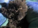 Dark Chocolate Male - Persian Kitten For Sale - Edmond&comma; OK&comma; US