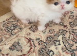 Rosemary - Persian Kitten For Sale - Los Angeles&comma; CA&comma; US