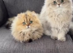 Jackson & Mandy - Persian Kitten For Sale - Los Angeles&comma; CA&comma; US