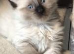 Rubies - Ragdoll Kitten For Sale - Phoenix&comma; AZ&comma; US