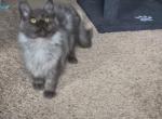Black Smoke Sally - Maine Coon Kitten For Sale - Johns Creek&comma; GA&comma; US