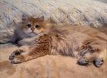 Rockfor - British Shorthair Kitten For Sale - San Mateo&comma; CA&comma; US