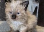 Primrose - Ragdoll Kitten For Sale - Phoenix&comma; AZ&comma; US