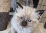 Plushie - Ragdoll Kitten For Sale - Phoenix&comma; AZ&comma; US