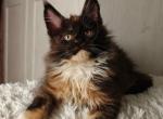 Maine Coon Alva Rivera - Maine Coon Kitten For Sale - Manorville&comma; NY&comma; US