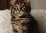 Maine Coon Alva Quasar - Maine Coon Kitten For Sale - Manorville&comma; NY&comma; US