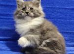 Maine Coon Alva Kerry - Maine Coon Kitten For Sale - Manorville&comma; NY&comma; US