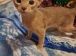 Superman  Fawn Boy - Abyssinian Kitten For Sale - 