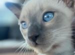 ONE MALE LILAC POINT SIAMESE - Siamese Kitten For Sale - Philadelphia&comma; PA&comma; US