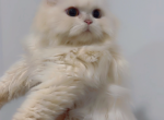 Cute Doll face Persian kitten - Persian Cat For Sale - Dearborn Heights&comma; MI&comma; US