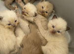 Must see ragdolls - Ragdoll Kitten For Sale - Cutler Bay&comma; FL&comma; US