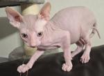 Juno Cream Male - Sphynx Kitten For Sale - Fort Worth&comma; TX&comma; US