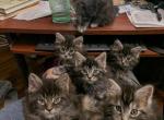 Easter litter - Maine Coon Kitten For Sale - OH&comma; US