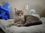 Athena - Abyssinian Cat For Sale - Bentonville&comma; AR&comma; US