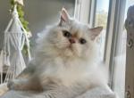 Caesar - Himalayan Kitten For Sale - Tallahassee&comma; FL&comma; US