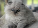 Dora - Scottish Fold Kitten For Sale - Tallahassee&comma; FL&comma; US