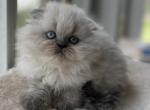 Dora - Scottish Fold Kitten For Sale - Tallahassee&comma; FL&comma; US