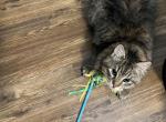 Maple - Siberian Cat For Sale - Douglas&comma; MA&comma; US