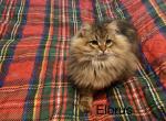 Victor the Hypoallergenic Golden Corin cat - Siberian Cat For Sale - Douglas&comma; MA&comma; US