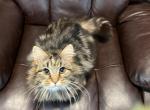 Hershey - Siberian Cat For Sale - Douglas&comma; MA&comma; US