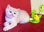 Blue Golden British Longhair girl - British Shorthair Cat For Sale - Aliso Viejo&comma; CA&comma; US