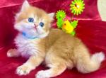 Golden British Longhair Girl - Brazilian Shorthair Kitten For Sale - Aliso Viejo&comma; CA&comma; US